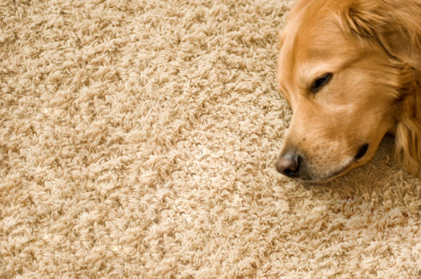 Carpet Cleaning, Deodorizing and Disinfecting